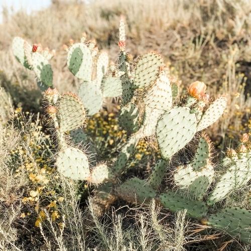 Cactus blooming in field