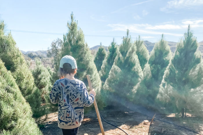 child walking through Christmas trees