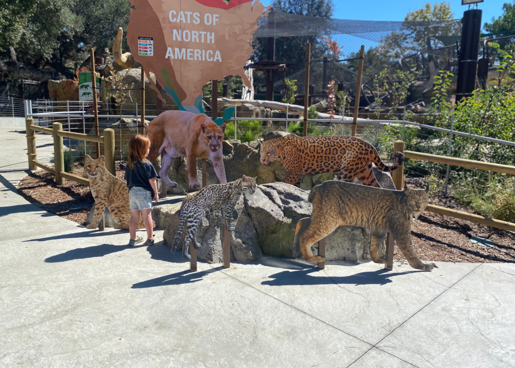 Child looking up at a life-size mountain lion cutout at a zoo — a visual for how our nervous system reacts to everyday triggers like it would a real threat
