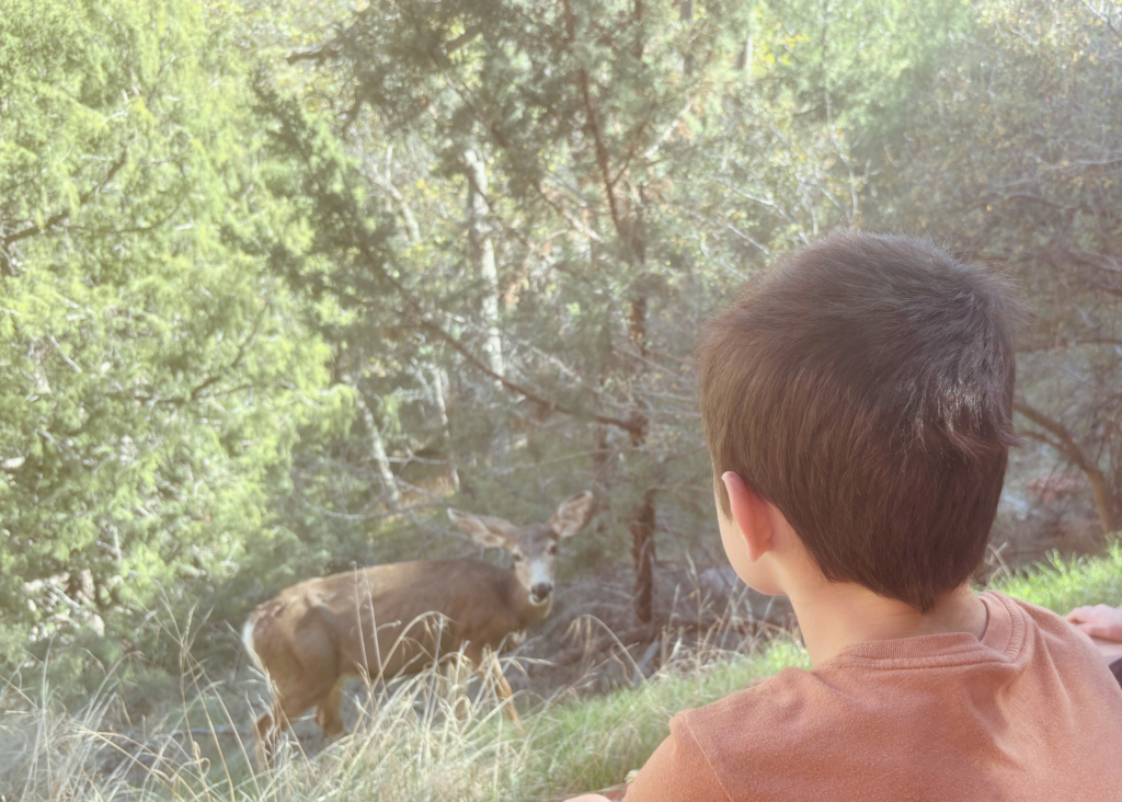 A boy seen from behind watching a mule deer standing in the trees at a park.